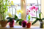Several Indoor Potted Orchids On Windowsill