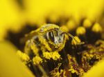 Bee Covered In Flower Pollen