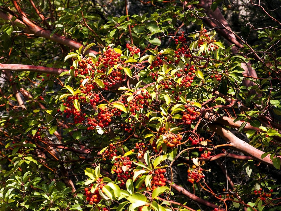 Red Sandalwood Tree  66904  common name  Adenanthera pavonina