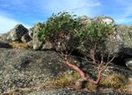 Snow Gum Eucalyptus Pauciflora Plant Growing In Rocky Area