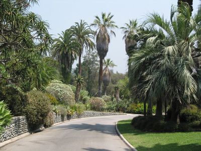 Street Lined With Subtropical Trees And Plants