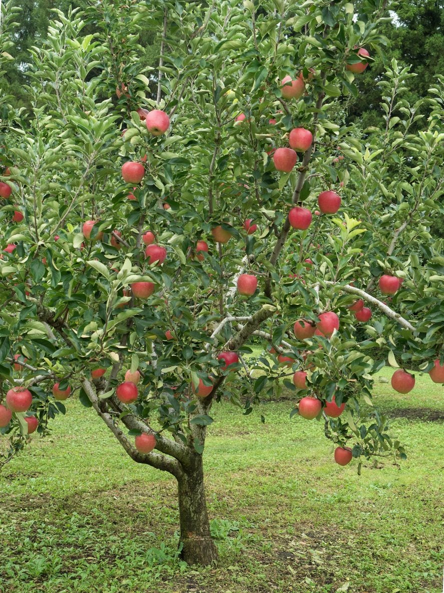 Best time to plant fruit trees in illinois