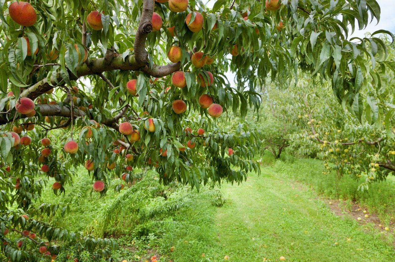 Common backyard fruit trees