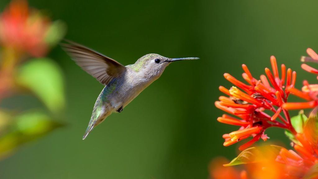 A hummingbird approaching a flower