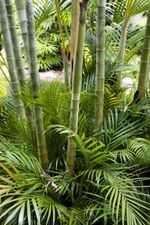 Bamboo Plants