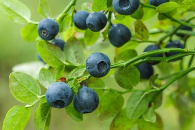 Blueberry Bush Full Of Berries