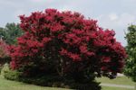 Large Red Flowering Tree