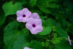 Purple Flowered Ground Cover Plants