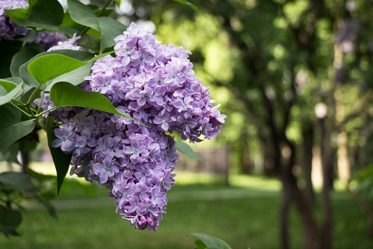 Does Lilac Grow in Texas? - Everything You Need to Know