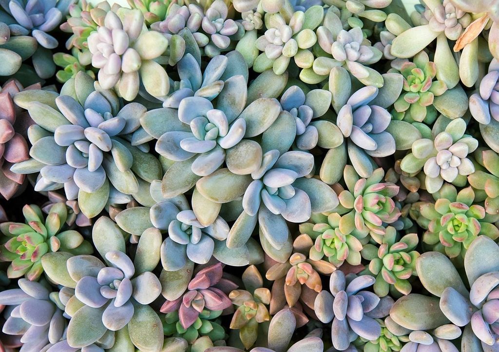 Many blue, pink, and green succulents