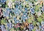 Overhead view of many succulent plants growing close together