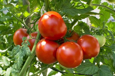 zone 9 tomatoes