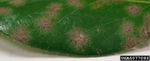 Avocado Leaf Spotted Brown with Avocado Algal Disease