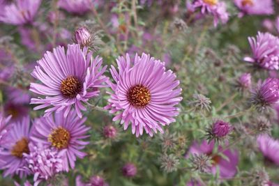 lilac colored Aster Flowers
