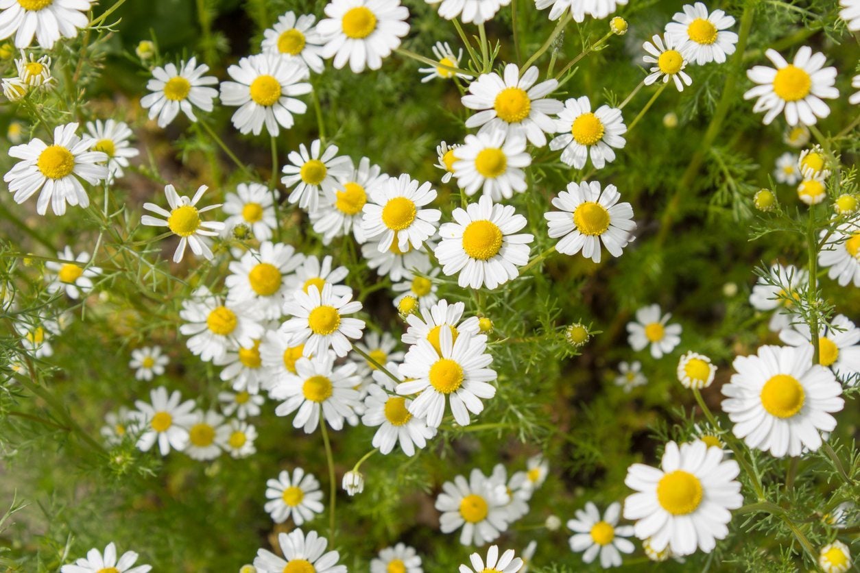 Reasons Chamomile Won't Flower - When Does Chamomile Bloom