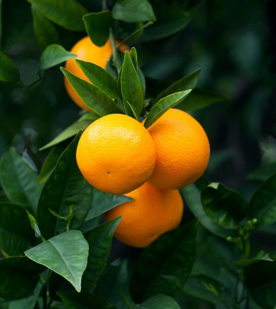 Młode owocujące drzewo pomarańczowe
