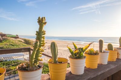 White And Yellow Potted Cacti With Beach Landscape