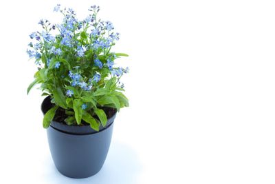 forget me not pot