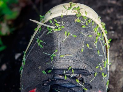 Seeds stuck to a sneaker