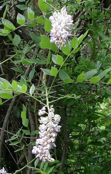 What Is Kentucky Wisteria Learn About Growing Kentucky Wisteria
