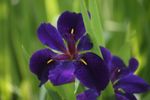 louisiana iris