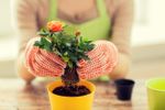 Gardener Re-Potting Lymphedema Plant