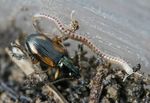 Beetle And Blaniulus Guttulatus Millipede On Dirt