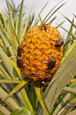 Large Insects On Pineapple