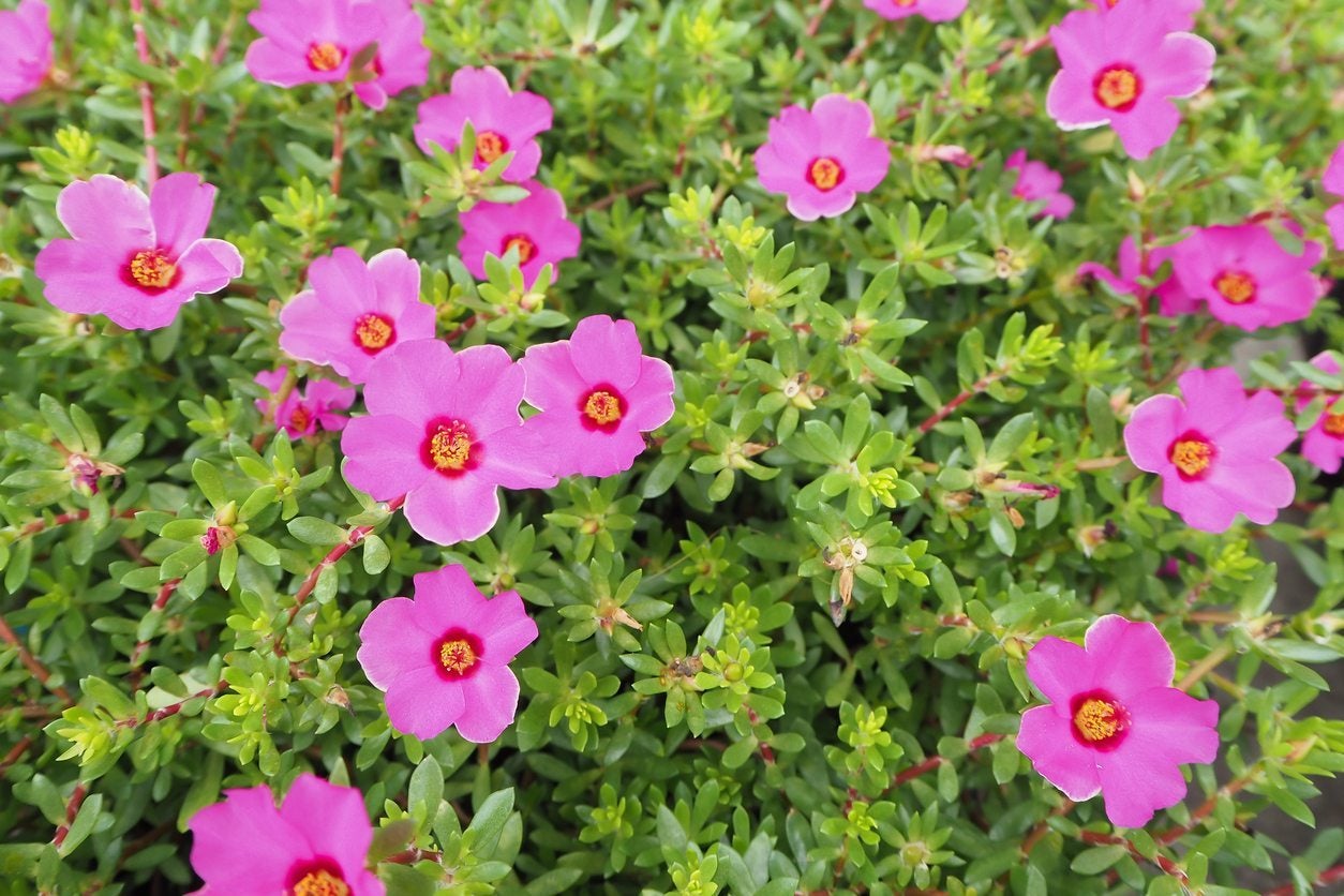 No Flowers On Moss Rose Plants Reasons A Portulaca Won T Bloom
