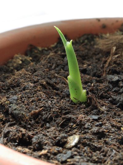 Ginger Seedling Sprouting Out Of Soil In A Container