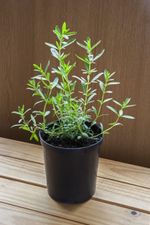 potted hyssop