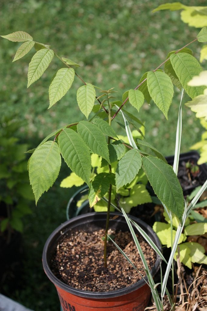 Growing fruit and nut trees in pots what grows best