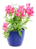 potted snapdragon