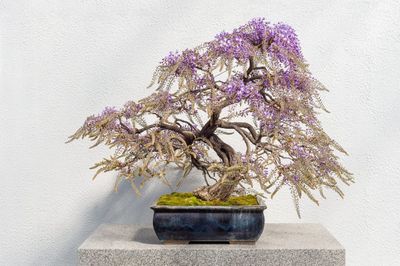 Small Potted Wisteria Plant