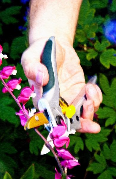 Pruning Of A Bleeding Heart Plant