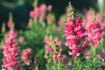 Pink Flowered Snapdragon Plants