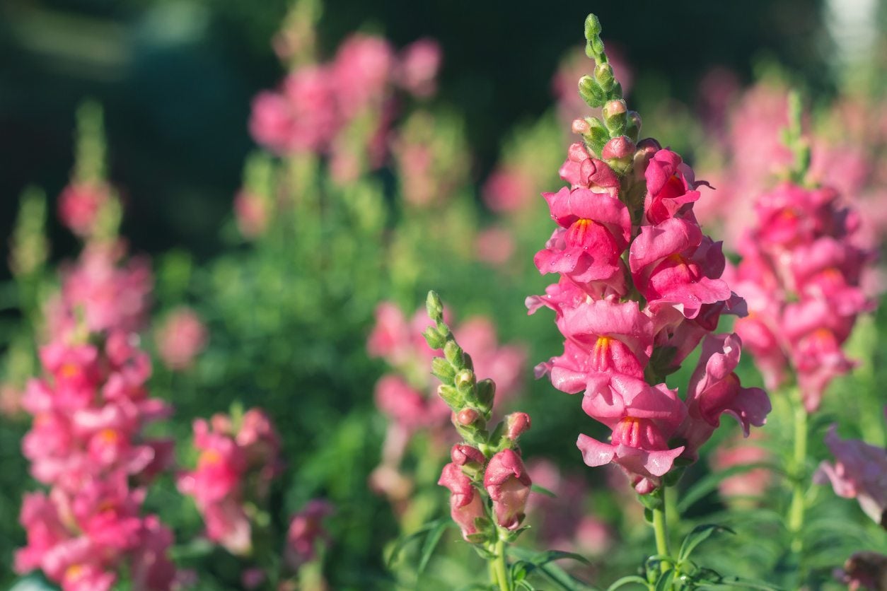 Are Snapdragons Annuals Or Perennials Difference Between Annual And Perennial Snapdragons