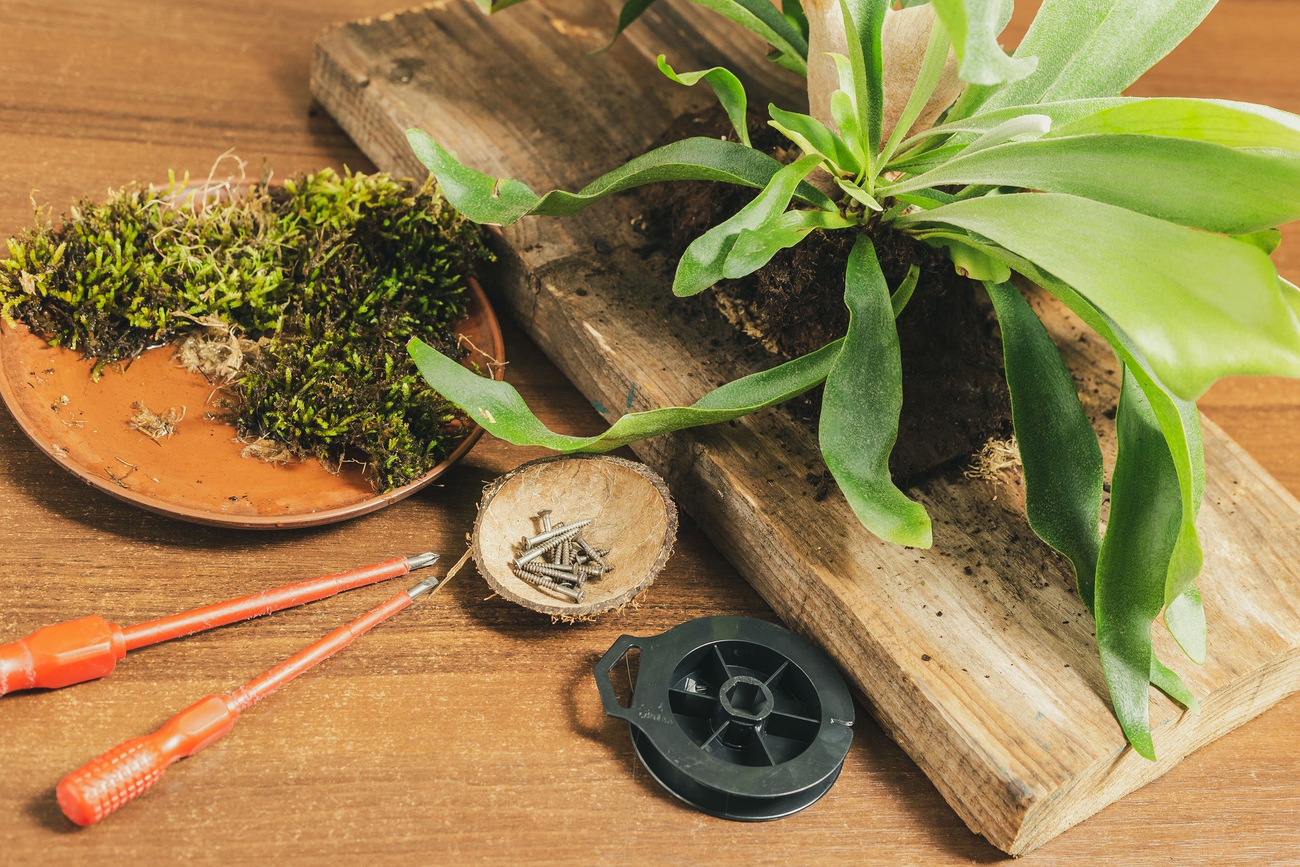 How to Repot a Staghorn Fern 