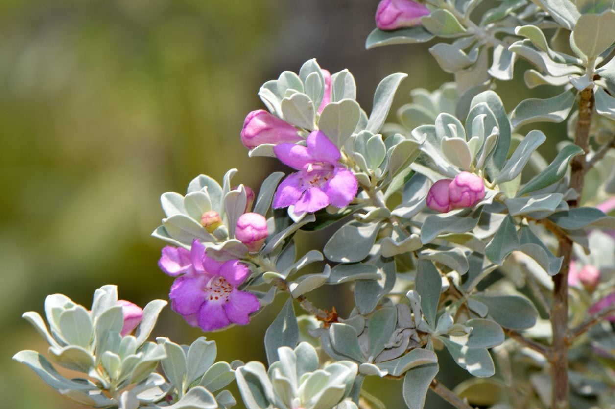 what is a texas sage shrub - growing texas sage in the garden