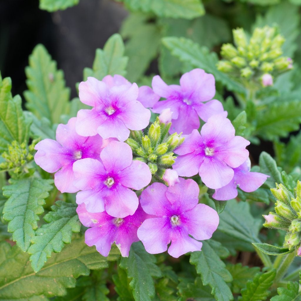 Understanding Verbena Differences A Guide To Different Types Of ...