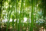zone 8 bamboo