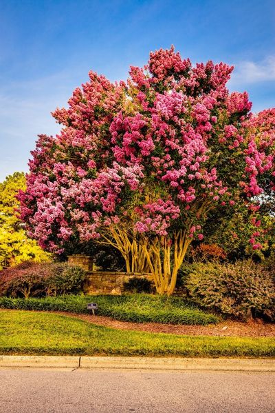 Large Pink Flowering Tree