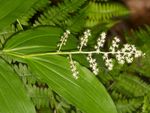 A tuft of white flowers on a False Solomon's Seal plant