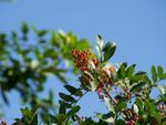 The top branches of a Mastic tree covered in small red berries against a blue sky