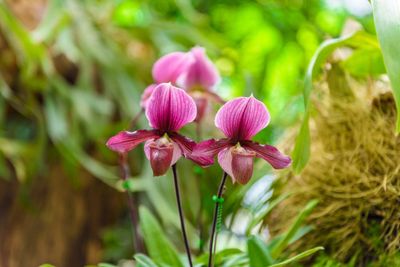 Pink Paphiopedilum Terrestrial Orchid