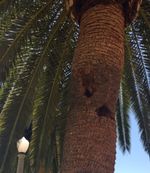 QA squirrel tree holes