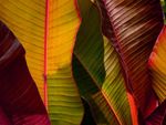 Close up of red, yellow, and green banana leaves growing