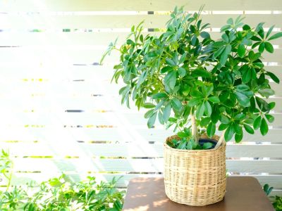 An umbrella tree growing in a basket in a sunny room