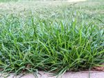 Crabgrass growing on the edge of a lawn