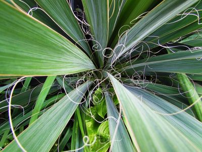 Fibrous Adam's Needle Yucca Plant